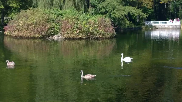 Cisnes Patos Nadando Lago — Fotografia de Stock