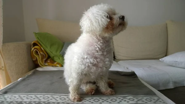 Cão Branco Cama Casa — Fotografia de Stock