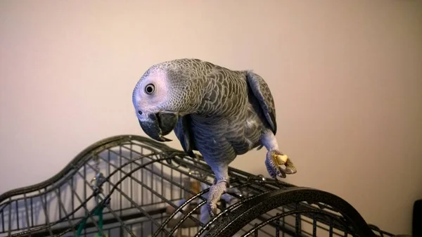 African Grey Parrot Cage Slovakia — Stock Photo, Image