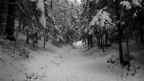 Naturaleza Bajo Nieve Durante Invierno —  Fotos de Stock
