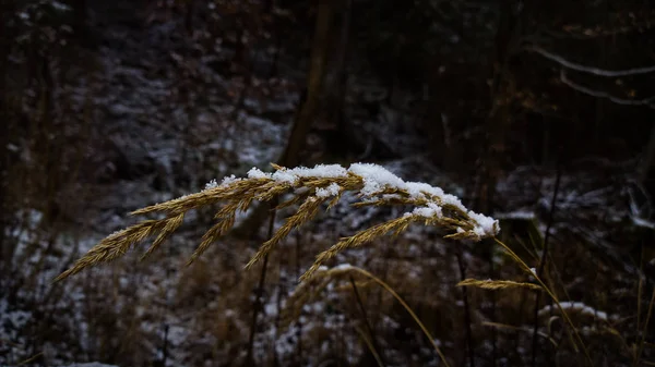 Äste Schnee Zur Winterzeit — Stockfoto