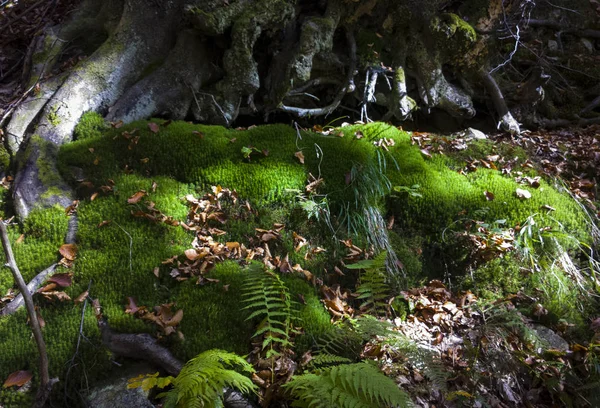 Wilde Grüne Waldlandschaft — Stockfoto