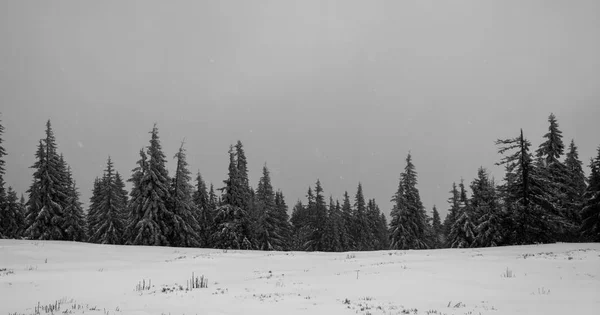 Příroda Pod Sněhem Zimě — Stock fotografie
