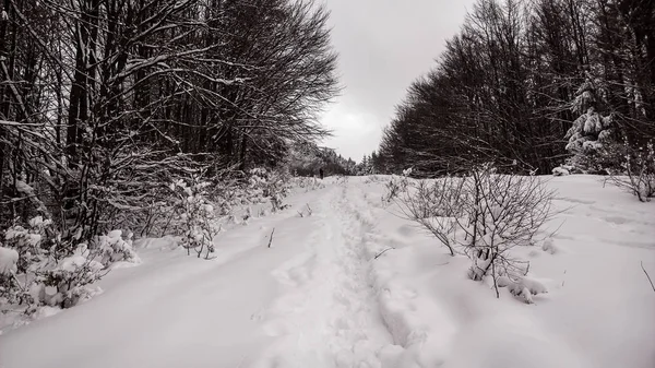 Naturaleza Bajo Nieve Durante Invierno — Foto de Stock