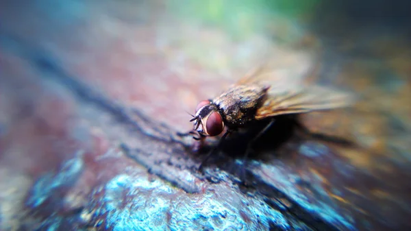 Insect Wazige Houten Ondergrond — Stockfoto