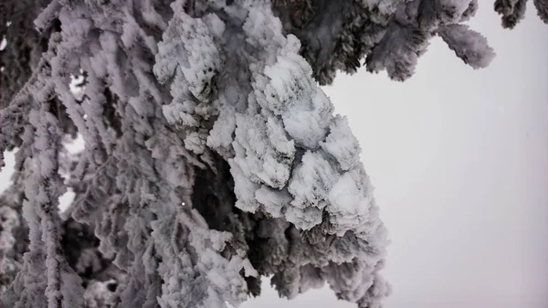 Fir Tree Branches Snow — Stock Photo, Image