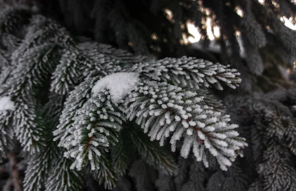 冬の冷凍モミの木の枝 — ストック写真