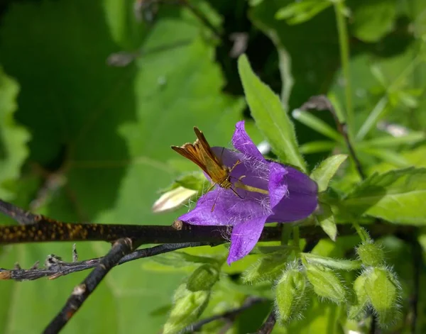 Owad Purpurowym Kwiecie Lesie — Zdjęcie stockowe