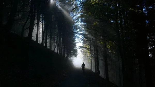 晴れた日の山の森 — ストック写真