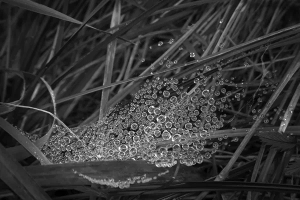 Gouttes Eau Sur Herbe Ton Noir Blanc — Photo