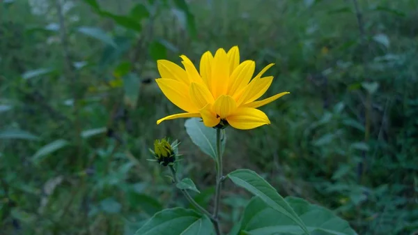 Κίτρινο Λουλούδι Στο Πράσινο Λιβάδι — Φωτογραφία Αρχείου