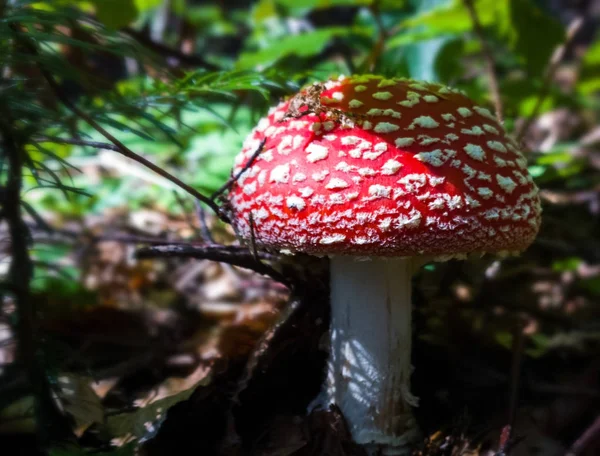 Mushroom Forest Close Daytime — 스톡 사진