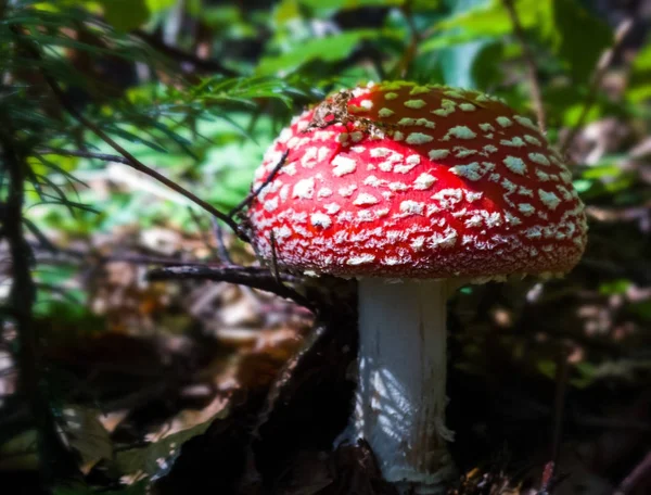 Champignon Dans Forêt Fermer Jour — Photo