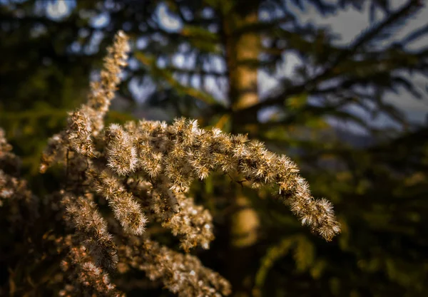 Primer Plano Las Ramas Piel Bosque — Foto de Stock