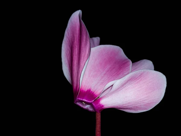 Fiore Viola Sfondo Scuro — Foto Stock