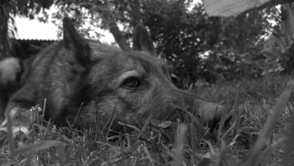 Dog Lying Grass Garden — Stock Photo, Image