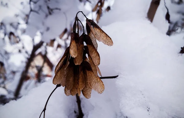 冬の雪の自然 — ストック写真