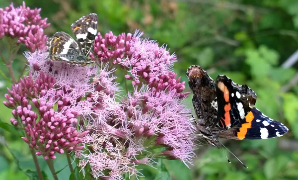 Beau Papillon Sur Fond Gros Plan — Photo