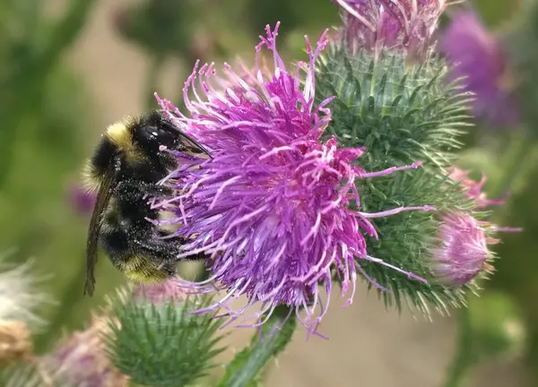 Biene Auf Lila Blume Aus Nächster Nähe — Stockfoto
