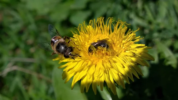 Bienen Auf Gelben Blüten Der Natur — Stockfoto