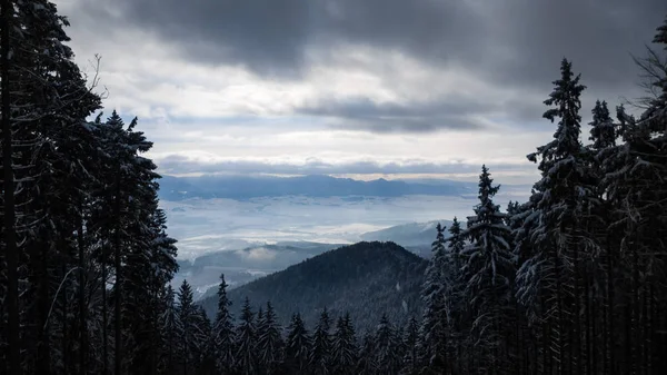 Zimní Les Horách — Stock fotografie