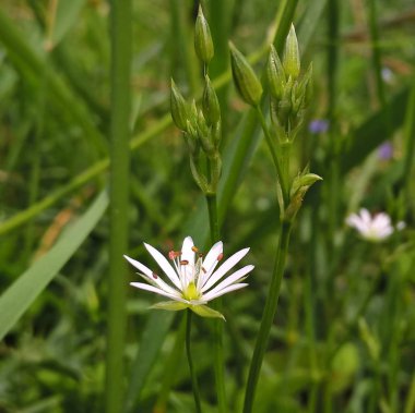 Doğada vahşi çiçekler 