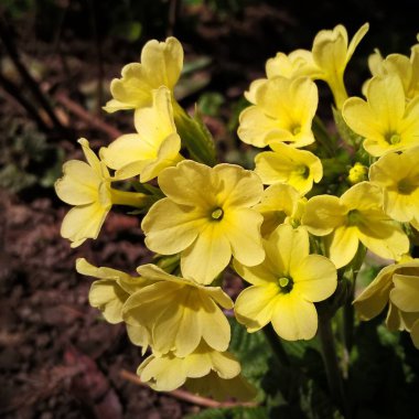 Güzel yaz kır çiçekleri