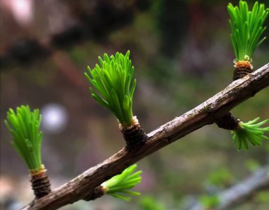 Yeşil yapraklı ağaç dalı