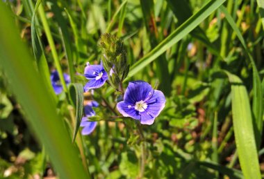 Doğada vahşi çiçekler 