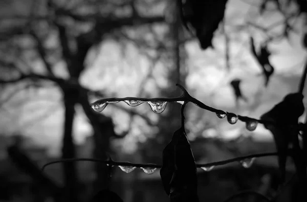Гілки Дерева Краплями Води — стокове фото