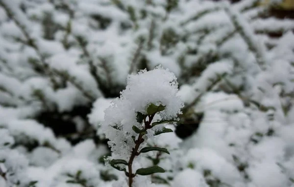 Зеленая Трава Над Снегом — стоковое фото