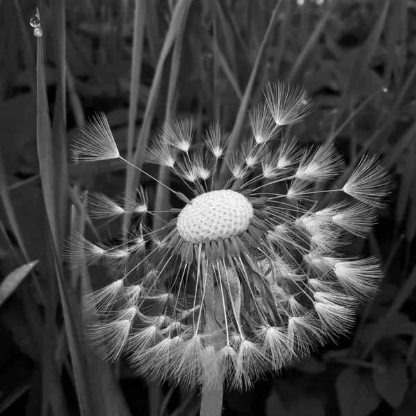 Pissenlit Dans Herbe Sur Prairie — Photo