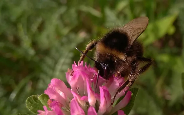 Μέλισσα Στο Λουλούδι Στη Φύση Από Κοντά — Φωτογραφία Αρχείου