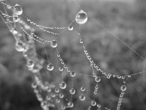 Morning Dewed Spider Web — Stock Photo, Image