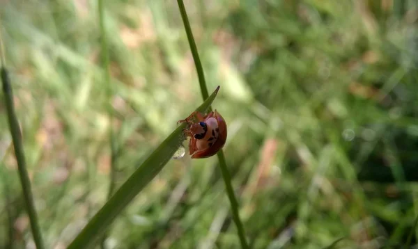 Insecte Dans Nature Sauvage Gros Plan — Photo