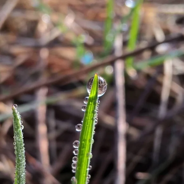 Morgondagg Droppar Gräs — Stockfoto