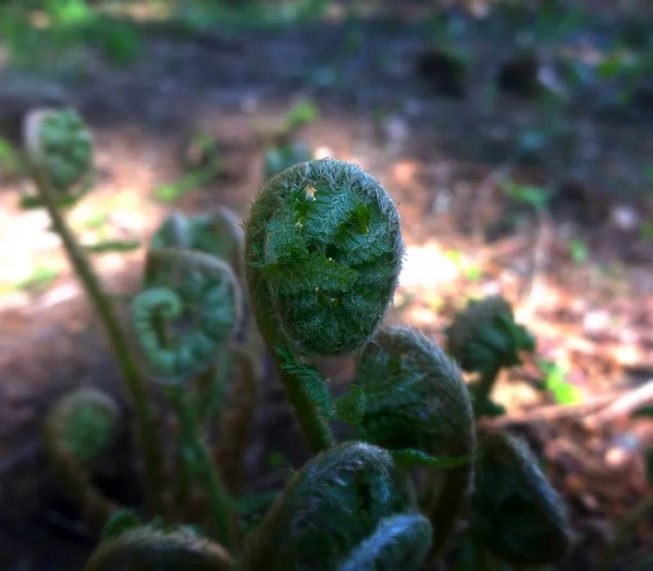 Planta Verde Floresta Selvagem — Fotografia de Stock