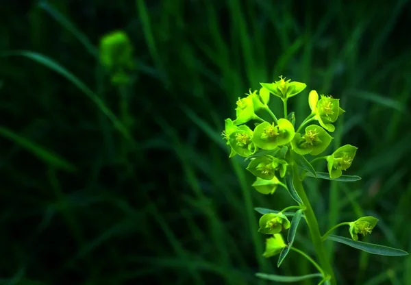 野生森林中的绿色植物 — 图库照片