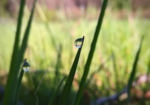 Gotas Rocío Matutino Sobre Hierba —  Fotos de Stock