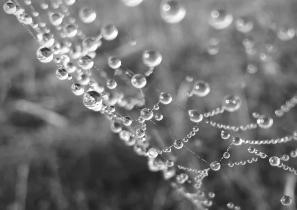 Morning Dewed Spider Web — Stock Photo, Image