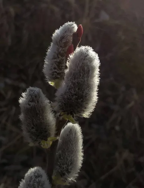 Floração Árvore Primavera Ramo Salgueiro Wkith Catkins Rabos Cordeiro Eslováquia — Fotografia de Stock