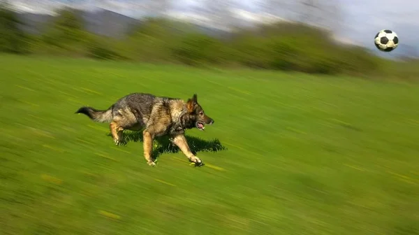 Hund Spiller Fodbold Loven - Stock-foto
