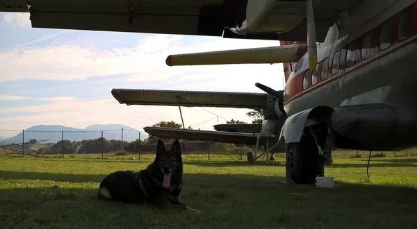 Dog lying near old airplane