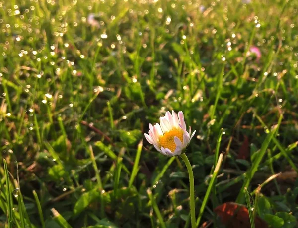 自然の上に野生の花 — ストック写真