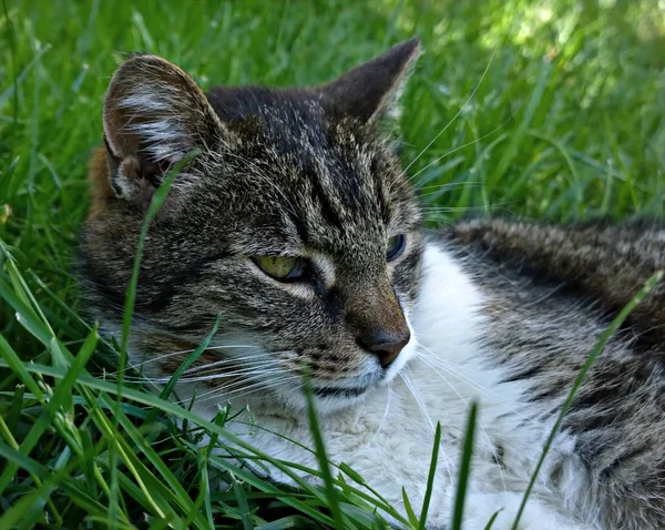 猫躺在绿草中 — 图库照片