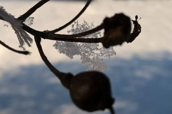 Ice Ans Snö Närbild Vintern Slovakien — Stockfoto