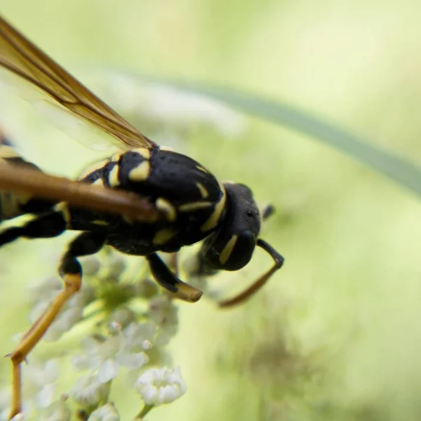 Bourgeon Sur Fleur Sauvage — Photo