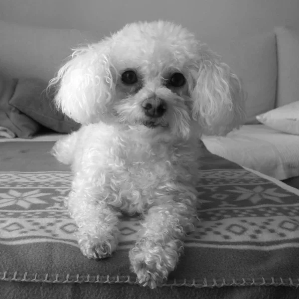 White Fur Dog Home — Stock Photo, Image