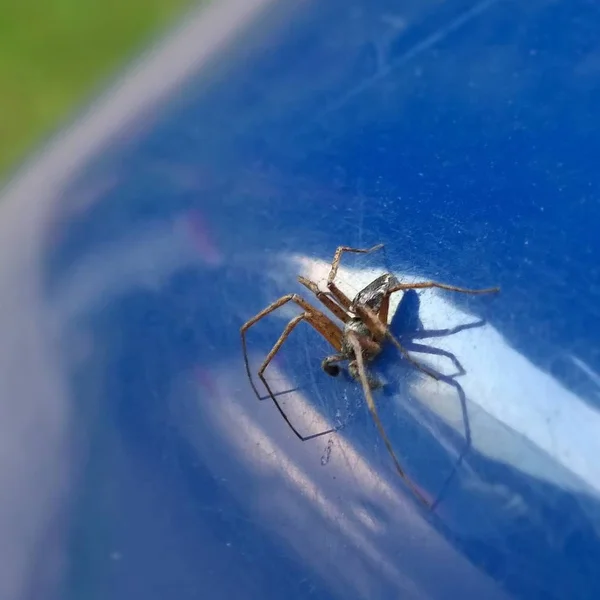 Aranha Perto Fundo Azul — Fotografia de Stock