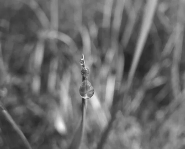 Ранкова Роса Краплі Траві — стокове фото